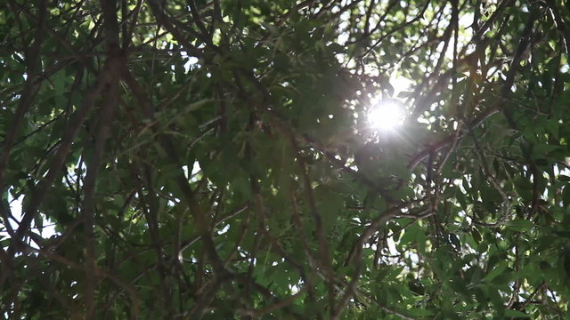 reflection of the sun between the leaves of the tree,