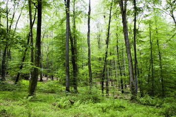 Fototapeta na wymiar Forest of zieleni