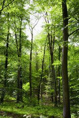 Obraz premium 新緑の森