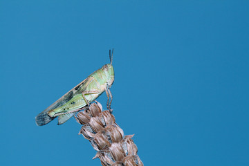 Saltamontes, caelifera