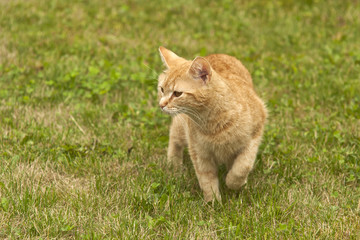 Naklejka na ściany i meble Red cat hunts in the garden
