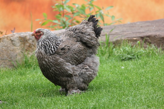 riesiges Huhn