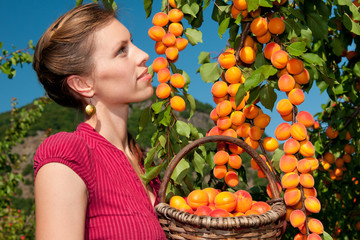 Marillen-Aprikosen Ernte.