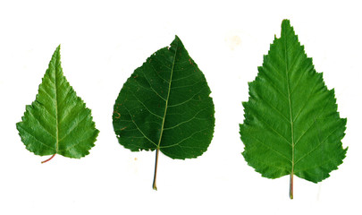 Fototapeta premium Birch and poplar leaves