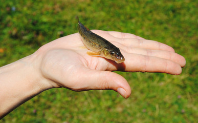 Minnow on hand