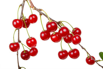 Branch of ripe cherries