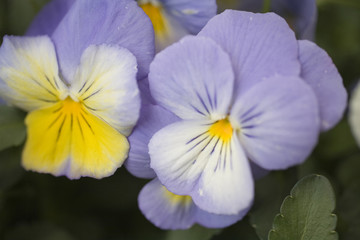 Obraz premium パンジー