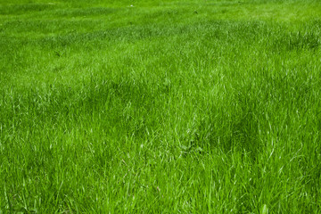 green grass