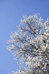 梅と青空