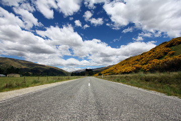 Wild flowers along the road on a cloudy day