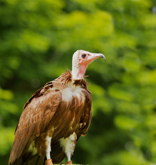 Turkey Vulture Profile