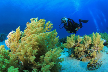 Naklejka na ściany i meble Coral Reef i Scuba Diver
