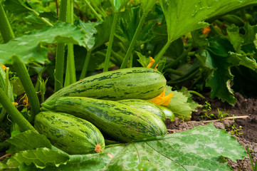 flowering marrow with fruits