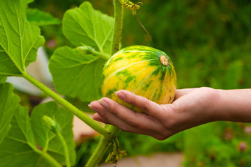 young pumpkin in hand
