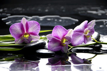 Pink orchid with bamboo leaf and stones with reflection