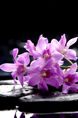 Bunch of purple orchid and black stones with reflection