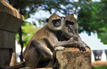 Couple of monkeys
