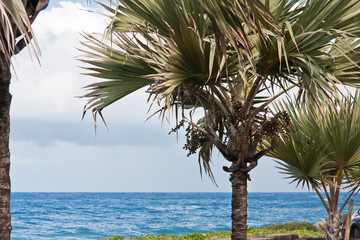 Fototapeta premium latanier, île de la Réunion