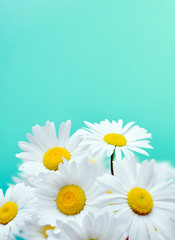 Daisy flowers