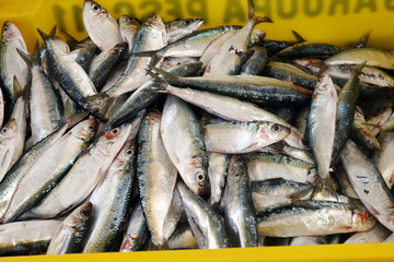 sardine