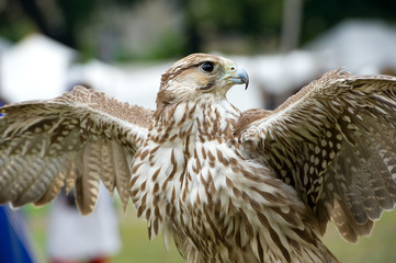 falcon