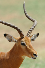 Tête d'impala