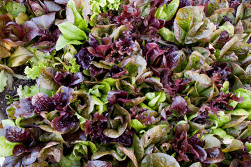lettuce garden