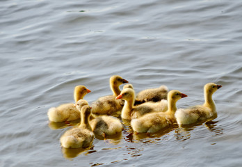 canetons