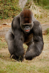 Gorille