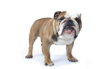 bulldog anglais - bulldog - bulldog inglés-