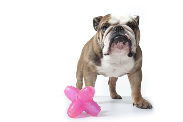 Obraz premium mine patibulaire du bulddog devant son jouet rose