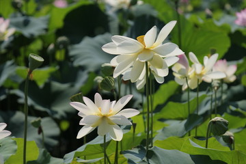 Obraz na płótnie Canvas 白いハスの花