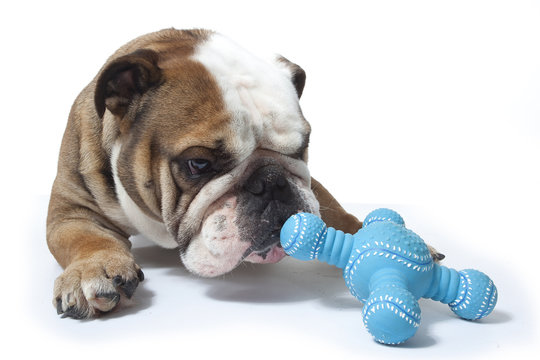 bulldog reniflant son jouet