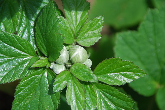 Anemone Hupehensis