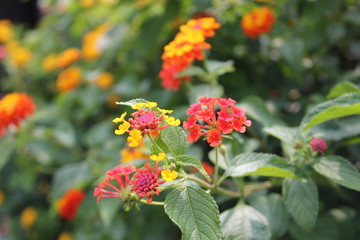 赤いイクソラの花