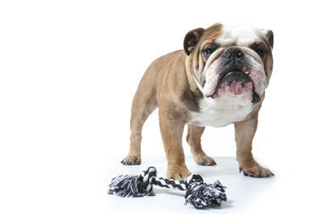 bulldog devant sa corde à mâcher
