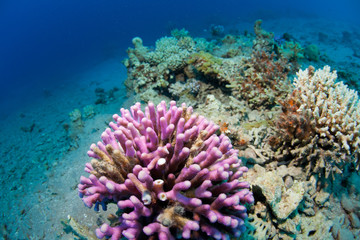 Fototapeta na wymiar korale w morzu