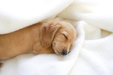 仔犬のお昼寝 © paylessimages