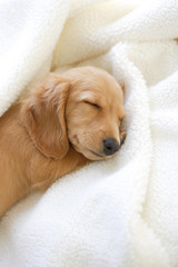 仔犬のお昼寝 © paylessimages