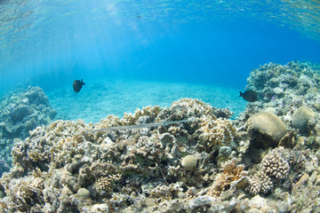 Fototapeta na wymiar Fistularia commersonii w morzu