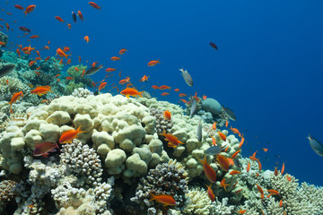 Naklejka na ściany i meble fish and corals in the sea
