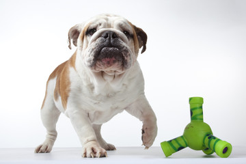 bulldog levant la patte vers son jouet