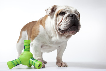 bulldog et son jouet vert