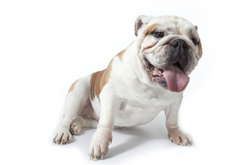 Obraz na płótnie Canvas bulldog assis