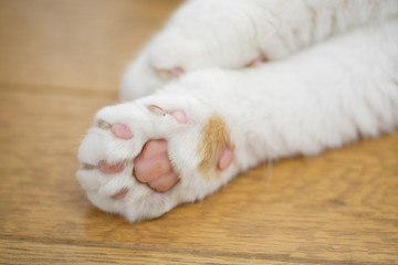 Obraz premium 猫の肉球