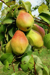 pianta con pere verticale