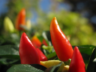 Striking Red Chili on the Plant - Spicy and Hot!