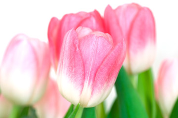 Fototapeta premium Pink tulips
