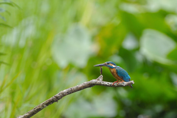 カワセミの食事