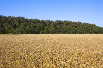 wheat field and pine trees